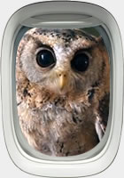 A Lufthansa owl